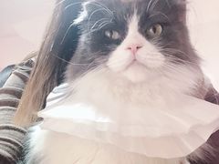 -李小姐の猫咖啡馆(五角场店)