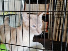 -Cappucimeow猫咪咖啡馆(韦伯时代店)