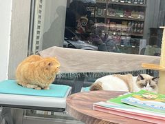 -四月宠物医院·猫专科·心脏专科·内科(转塘店)
