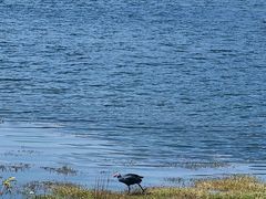 -腾冲北海湿地