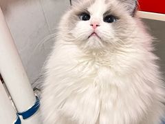 -宠福鑫康馨动物医院·骨科·眼科