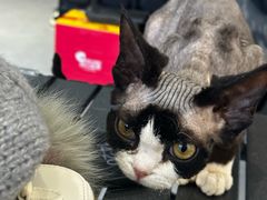 -琪喵猫屋·撸猫猫咖·猫舍
