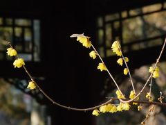 -西安化觉巷清真大寺