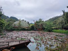 -野象谷景区
