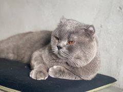 -浣熊柯尔鸭土拨鼠·电玩咖