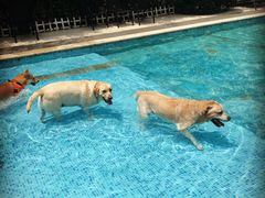 泳池-汪说喵讲宠物乐园宠物酒店(红星美凯龙店)