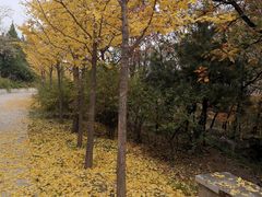 -北京鹫峰国家森林公园