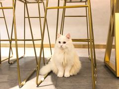 -飞行喵MR PILOT|猫舍·猫咖(静安大融城店)