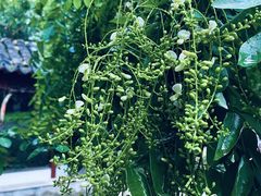 -檀园