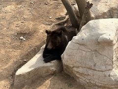 -石家庄市动物园