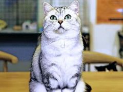 -平行世界·猫咖(首经贸店)