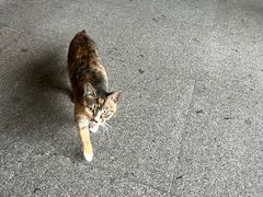 -十里琅珰