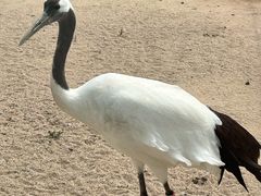 -盐城丹顶鹤湿地生态旅游区