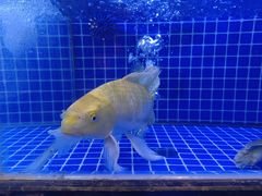 -一麦·龙岛(上海青浦店)