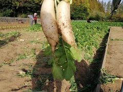 -前小桔亲子创意农场·草莓采摘·露营烧烤