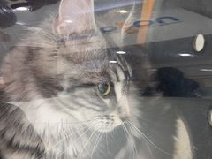 -纳吉亚猫专科动物医院·北北分院