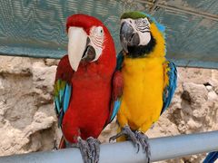 -西霞口神雕山野生动物世界