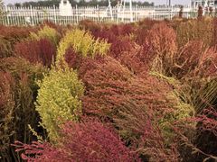 -天津东丽湖风景区