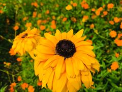 -上海吴淞炮台湾国家湿地公园