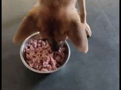 -宠物之家Pets Home 宠物寄养酒店