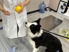 -瑞派名望24h动物医院异宠专科·猫专科·骨科·重症监护分院