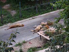 -大连森林动物园