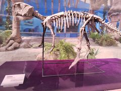 -陕西自然博物馆