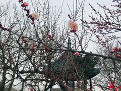 -无锡梅园公园