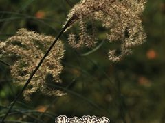 -国家植物园