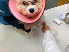 -联合动物医院(光谷诊疗中心)