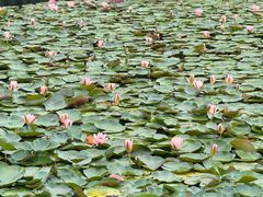 -白鹭湾湿地公园