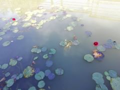 -聚龙湖公园