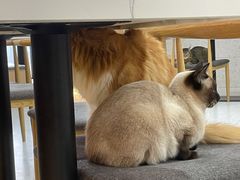 -喵园·猫主题咖啡厅·撸猫·猫咖(国贸店)