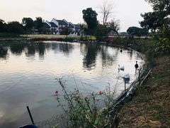 -鹅湖玫瑰文化园