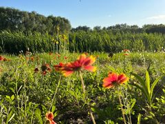 -大兴滨河森林公园