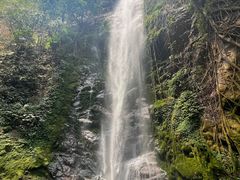 -莫里热带雨林景区