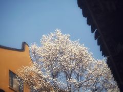 -龙华寺