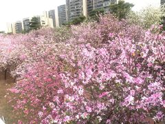 -广东花都湖国家湿地公园