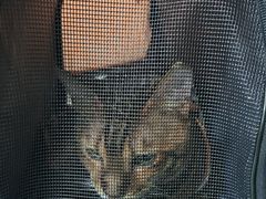 -北京观赏动物医院·24小时大型综合·猫专科·异宠专科