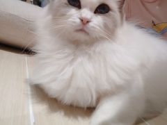 -momokira米努特·德文卷毛猫·棉花面纱犬