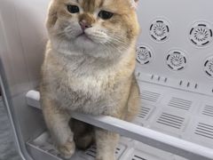 -爱洗澡的猫(望京店)