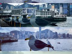 -海港城