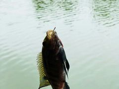 -观澜山水田园