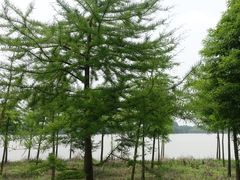 -上海海湾国家森林公园