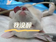 -御宝贝24h宠物医院·转诊中心·CT核磁血透中心(厦门总院)