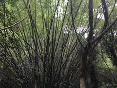 -滴水岩森林公园