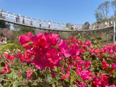 -东莞植物园