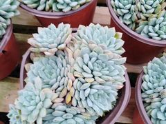 -桂林市花鸟市场