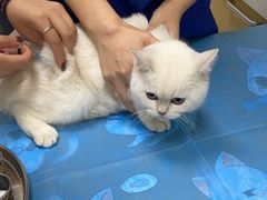 -芭比堂动物医院·CT·微创中心(新顺分院)