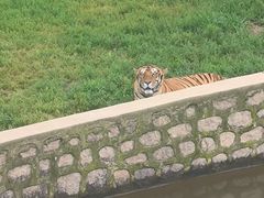 -横道河子东北虎林园